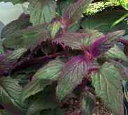 Purple Passion Plant, Gynura aurantiaca 'Purple Passion'